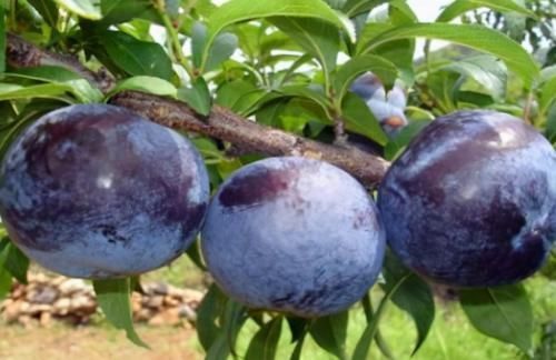 含有|女人要变美,建议吃的食物,净化血液,增加血管弹性,肌肤更细腻