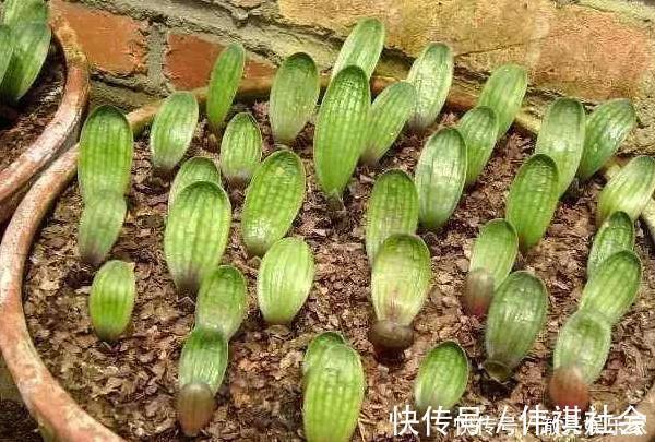 琴叶榕|3种花“太值钱”,不用去买,将“枝叶”拿来扦插,在4月就生根