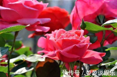 满枝|花期超长的10种花，种一盆一整年都花开满枝！