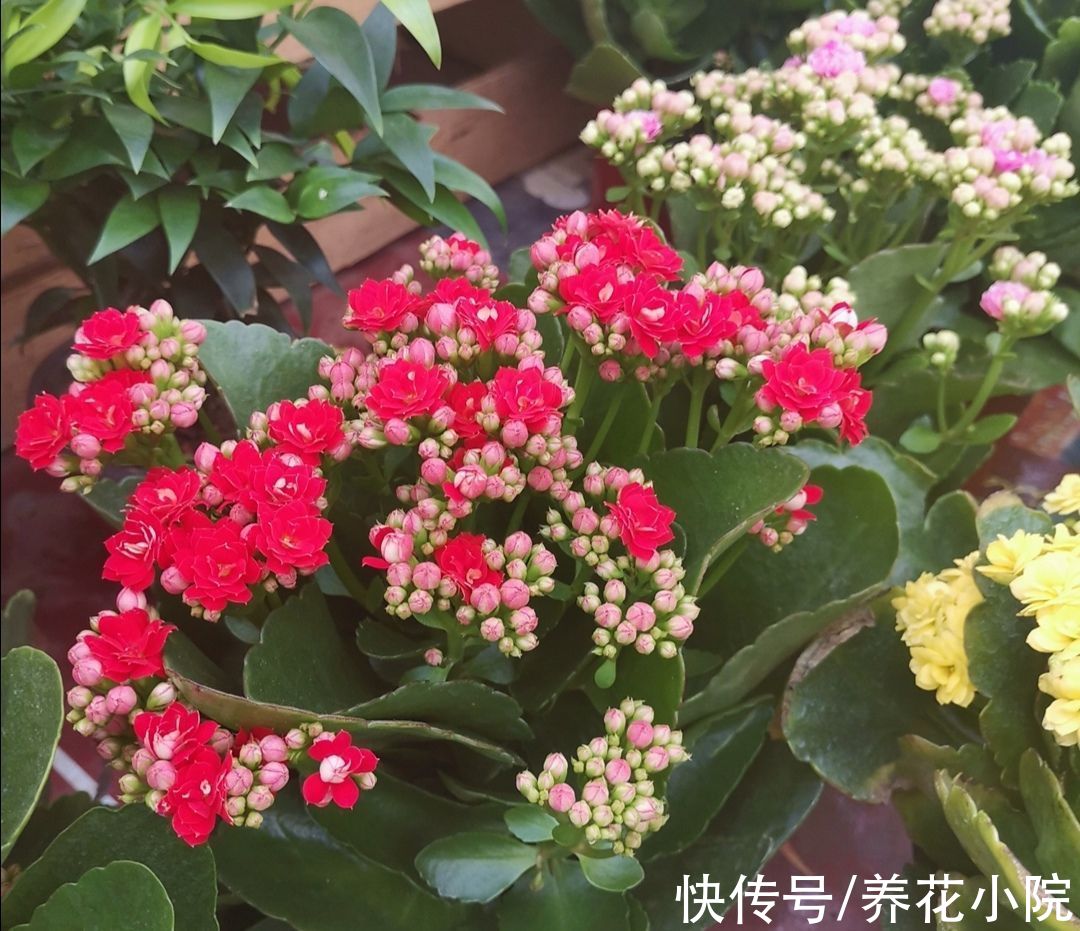 蟹爪兰、长寿花，开始生长花芽，及时喂“2种肥”，花苞长满枝头