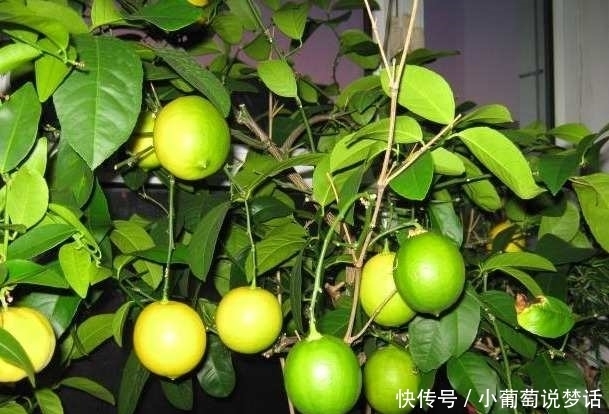 盆栽|5种水果盆栽爱爆盆,随便种一棵,都能吃半年!