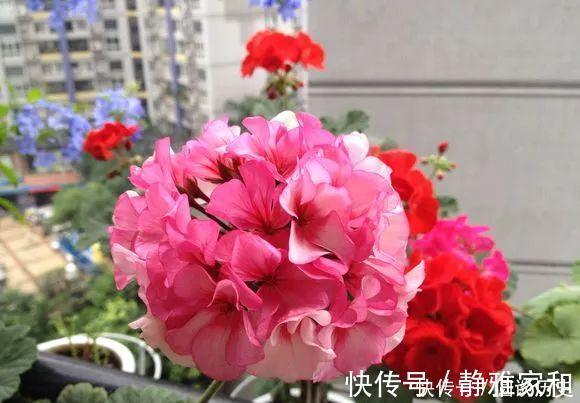 玫瑰|4种花界中的女神花,养护容易,开花美丽,花期超长