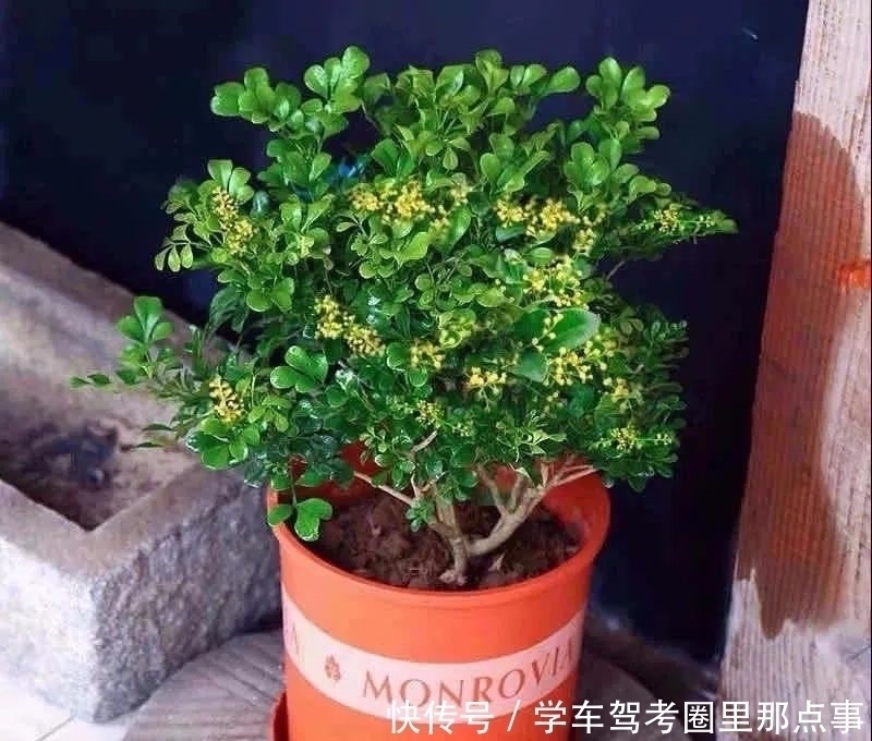 叶片|家养六种花,个个都是“醋坛子”,隔几天喝一点醋,叶子绿油油的,越长越旺盛