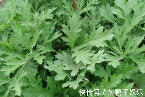艾叶|艾叶煮水功效多,每天来一杯,身体会得到喜人的改变,值得一试!