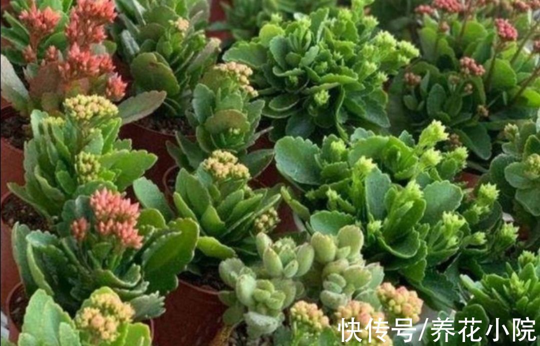 光照|家里养的长寿花蟹爪兰,10月做好3件事,让它尽快孕育花苞