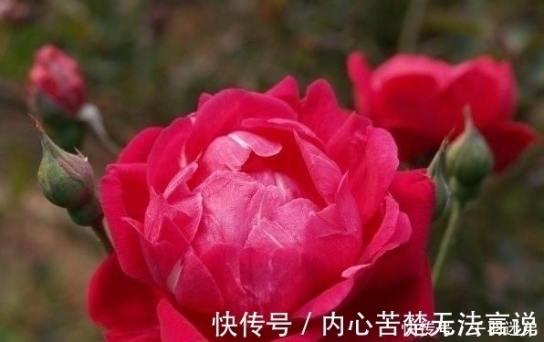 婆婆养月季只选一种,好养抗性强,关键“爱”开花,比养欧月实在