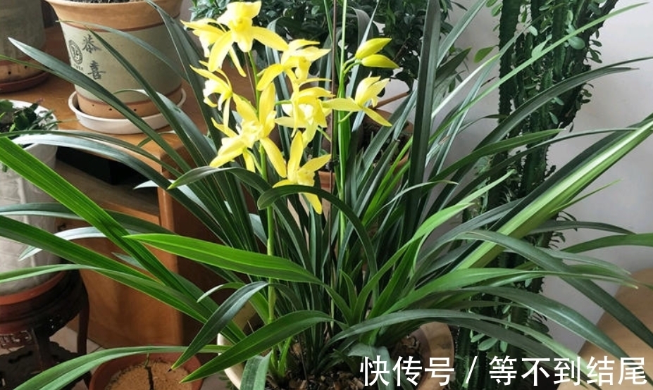 兰花根系“越狱”，全部长出盆表面，注意4个原因，土内全是白根