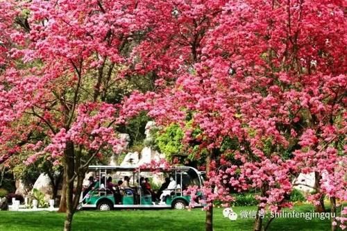 春光无限好，花艳景美岂能错过！