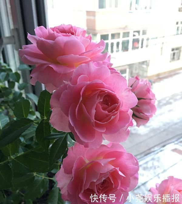 阳台|此款阳台盆栽花,漂亮似牡丹,花开一整年,养护简单,很值得栽培