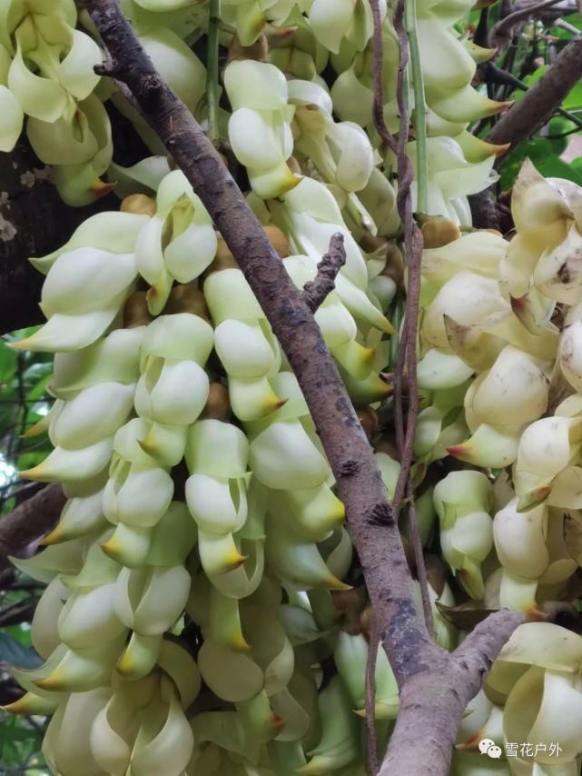 禾雀花开了吗？禾雀花已盛开