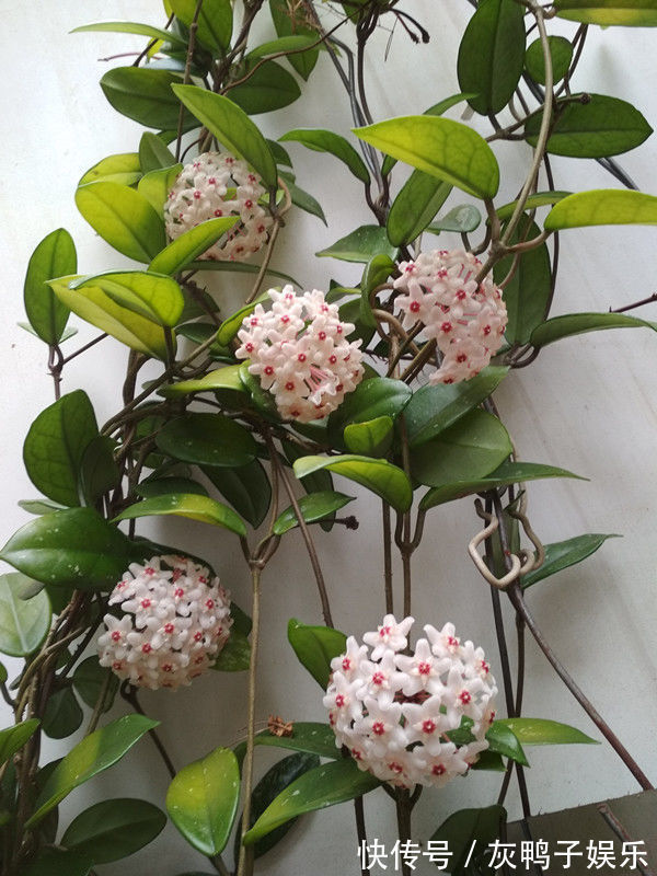 喜欢养花,不如养盆翠菊,花叶俱美,花形多样,还很好养