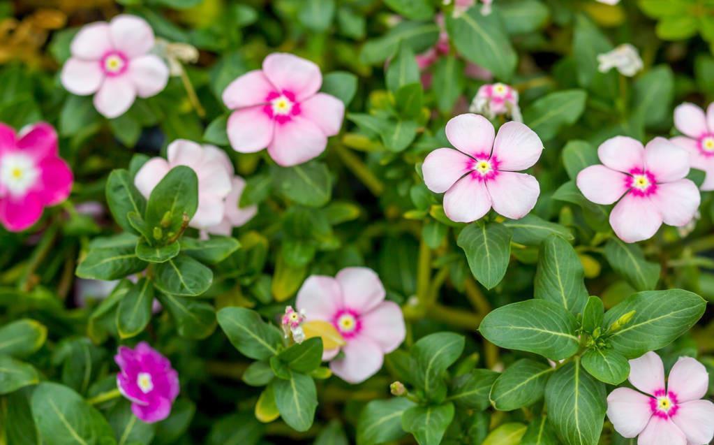 房前屋后都有的它,一年四季,花开不断,非常接地气