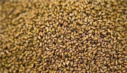 李子|它是天然的“养肝药”,坚持每天吃一点,排毒养肝,一身轻松