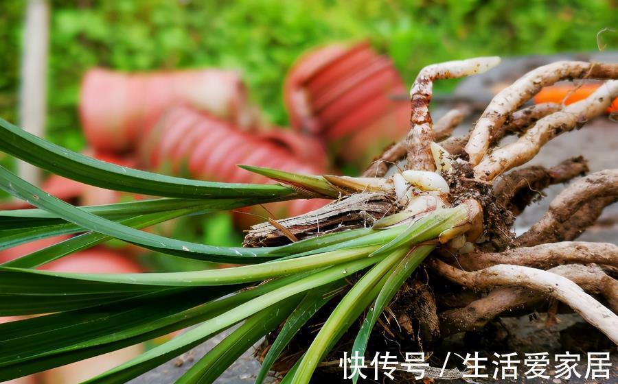 因素|哪些因素会导致兰花盆栽烂根？