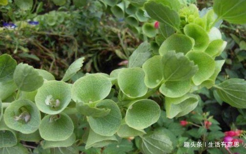 植株|此花,花似贝壳,人称”环保小高手“,养护有道,花开串串