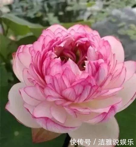 阳台|夏天养花就要养它们,放在阳台狠狠晒,天天开成小花园!