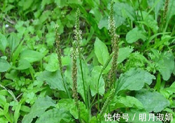 提高免疫力|车前草在农村到处都有,可惜它的这些养生妙用很多人不知道