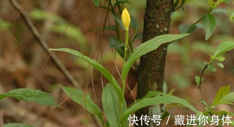 我国特有的单种属珍稀濒危兰花——金佛山兰