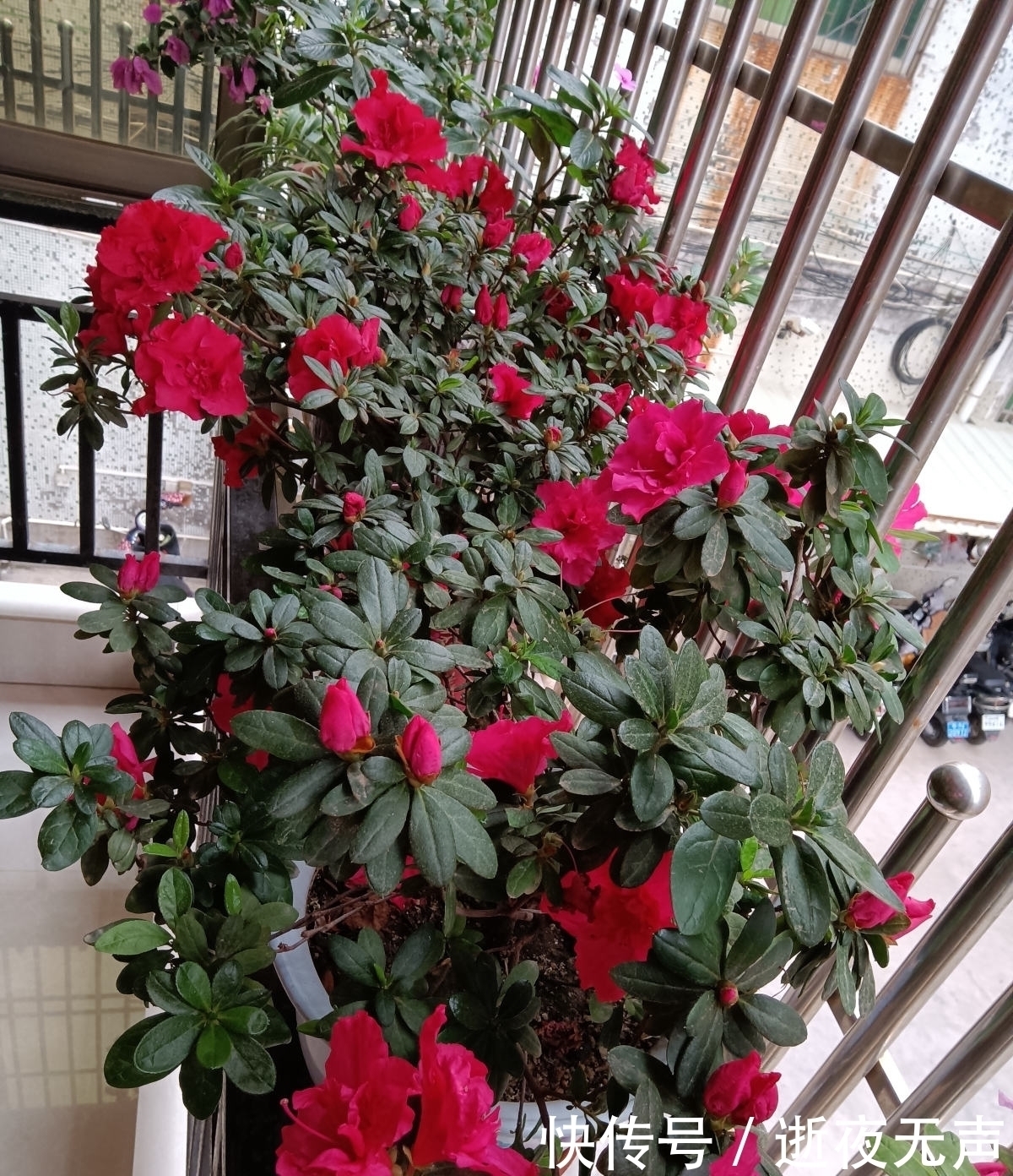 植物|倒春寒来袭，养花5件事不能做，不然花熬不过去全死了