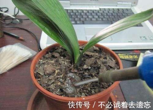 8月养君子兰,浇水是“关键”,教你学“2招”,根壮叶绿、开花艳