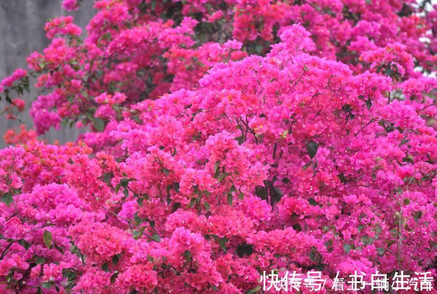 玫瑰|居家就养此款花卉，花大色艳胜玫瑰，芳香四溢，养在家中香飘满屋