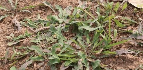 农村墙角的一些野菜,有抗菌、解热、消炎、明目等作用