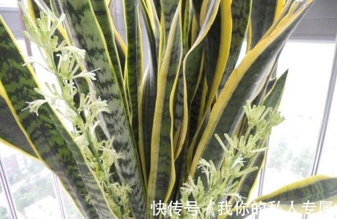 万物生长|想要虎皮兰开出花,记着“3多1少”,开花就是这么简单