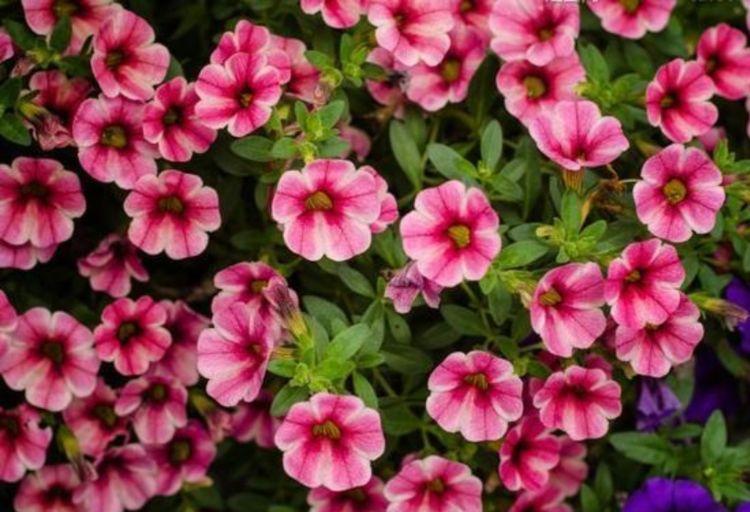 3种花比牡丹还漂亮,比绿萝还好养,一年四季开花不停!