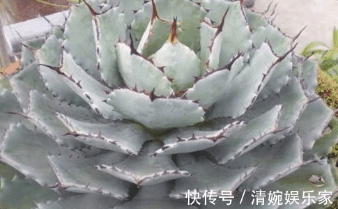 吉祥天|这些多肉植物好看又好养,有着吉祥如意的寓意!为你带来好兆头