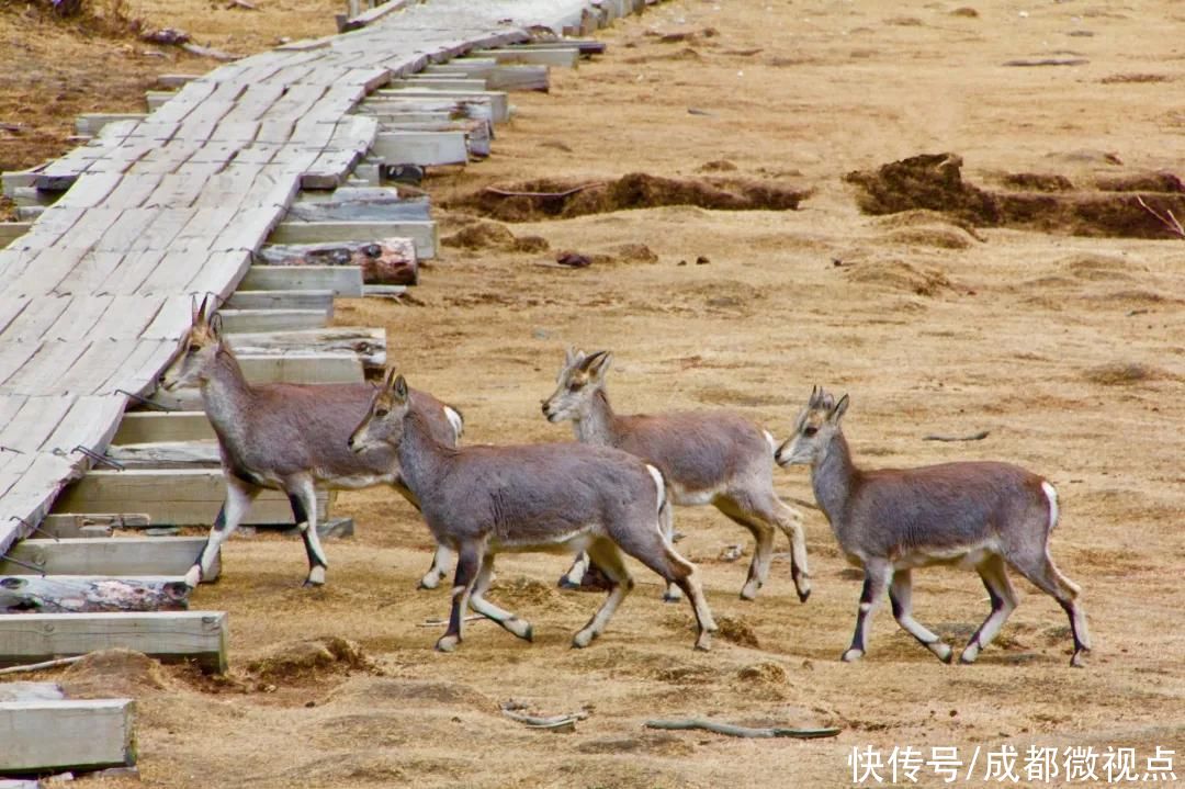 在这片土地上奔跑，和它们一起回到童年时光