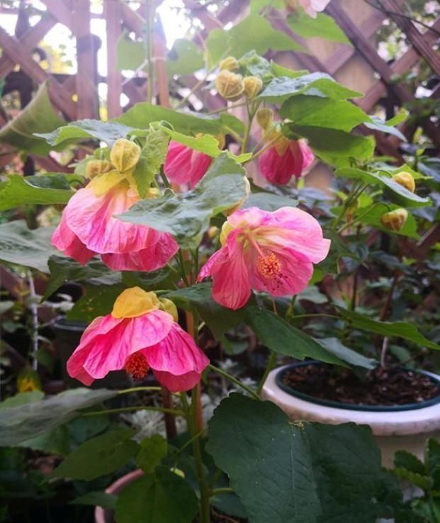 此款盆栽植物,全年都开花,花朵像红灯笼,养护容易,室内也能种