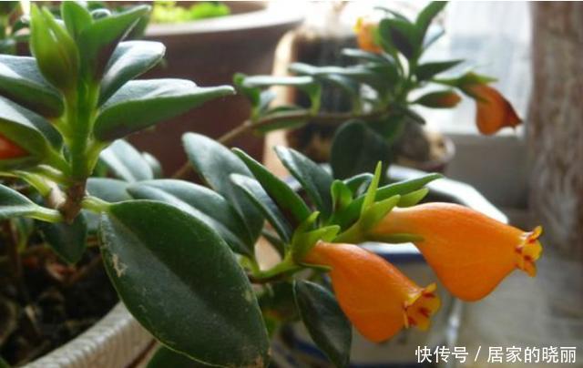 浇水|金鱼吊兰12月不开花?给它3步操作,过年挂满金灿灿的小金鱼