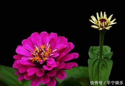 适合养在室内的5种花，给点阳光就灿烂，开花爆盆很简单，真漂亮