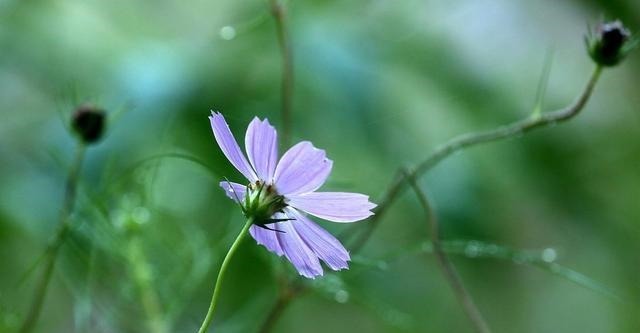 郑庄公|古今腹黑第一人——郑庄公