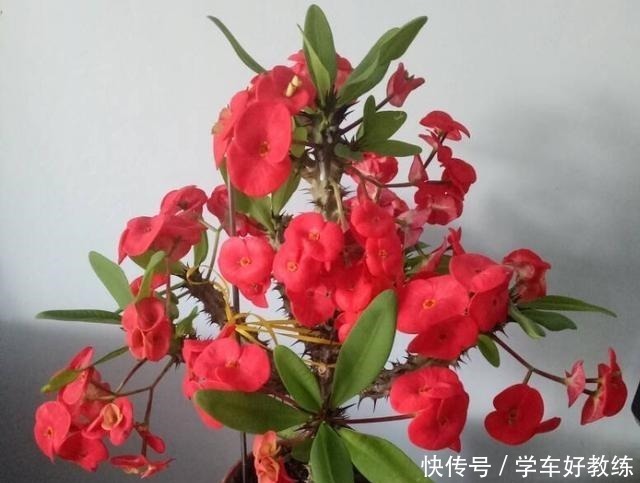 懂花的人,都不在客厅养“5种花”,会被人笑话,家里有的快处理!