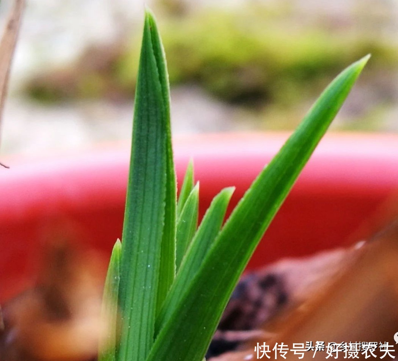 兰花|五月份的兰花最怕什么?施肥操作不当,15天兰花根烂苗枯