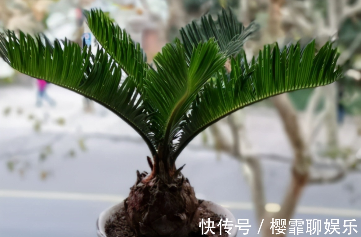 天竺葵|养花“贵精”不在多,养上这“3种”,谁看了都喜欢