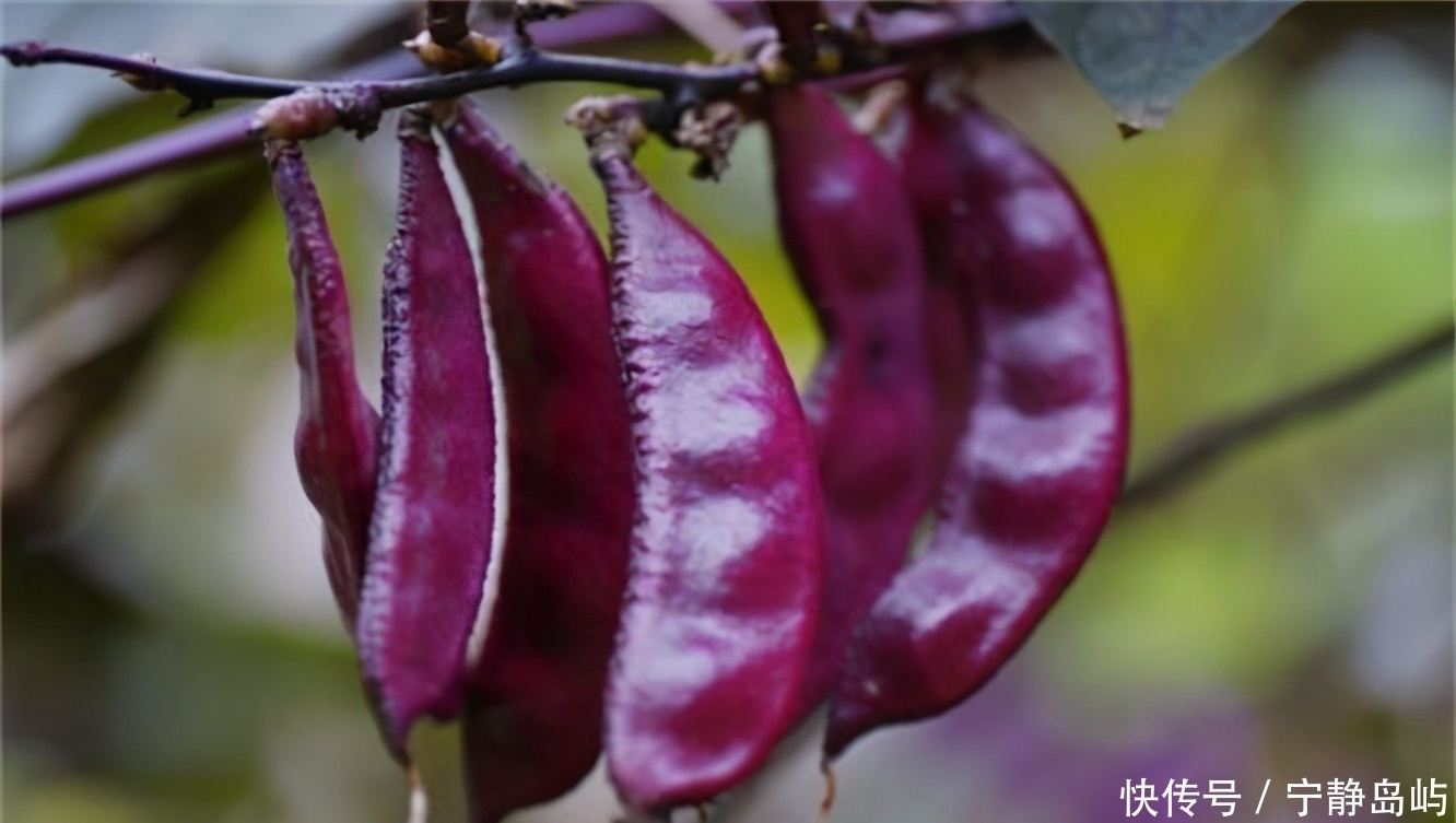 富含營養物質的食物,要常吃點,促進腸胃蠕動,改善體質,氣色好