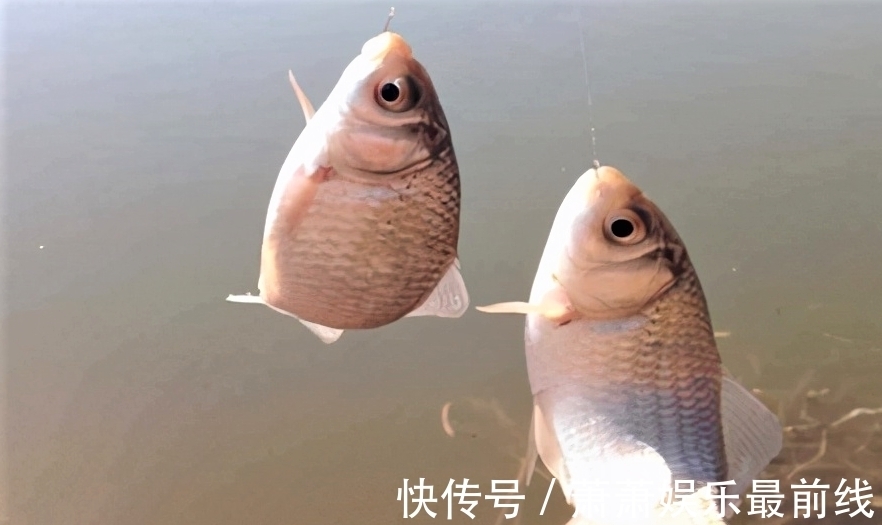 鲢鳙|秋季雨后哪几种鱼最好钓?怎样才能钓到更多的鱼?