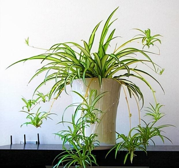 16种耐阴花,就算阳光不足,也能年年生长、开花