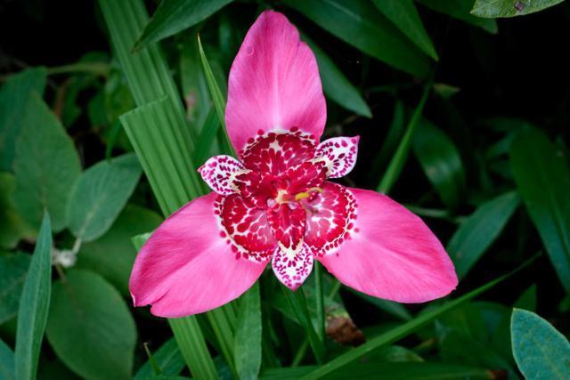 花瓣|这种兰花有特色,花瓣身披“虎皮纹”,观赏价值高适合室内欣赏
