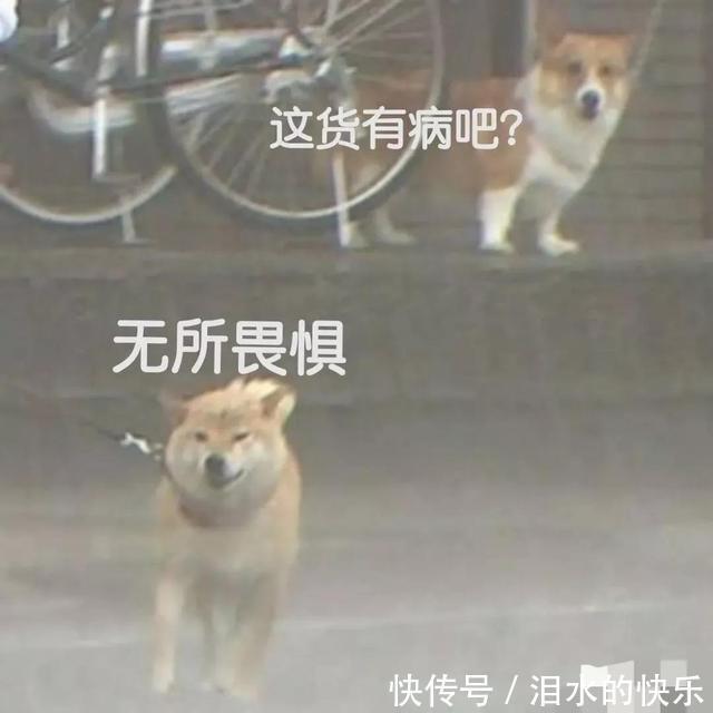 |今日笑话:下雨天出门的狗狗