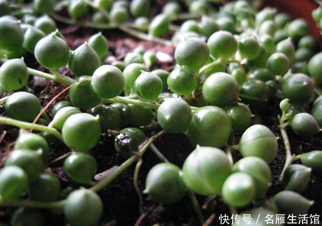 养护|珍珠吊兰长得有趣养的人多,挂着养却出现黄叶问题,该怎么解决?
