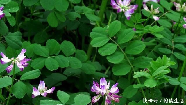 草籽|农村一种叫“草籽”的野草，以前人们不待见，殊不知药用价值珍贵