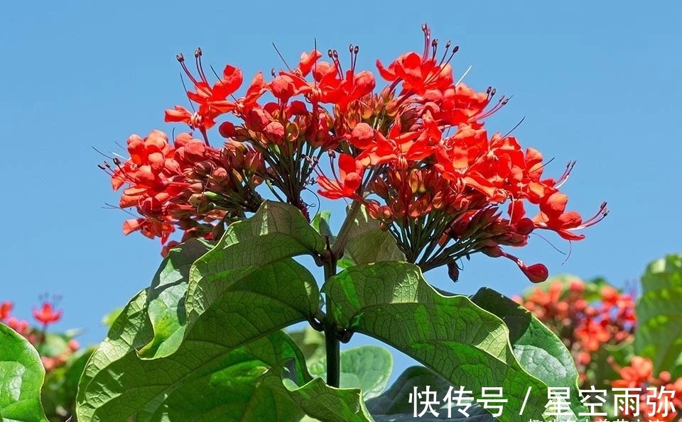 每年春节前后,除了年宵花,买盆龙吐珠也不错,好看的半藤本花卉