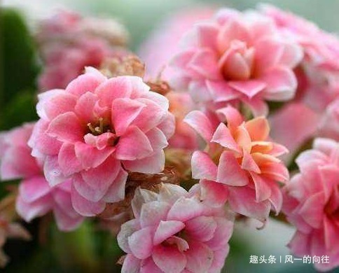 长寿花|这三种绿植最欠收拾,越是给它剪光头越能长势凶猛!太好养了真是