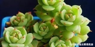 群生|养多肉植物，知道这个养护小技巧，1盆轻松过变多盆