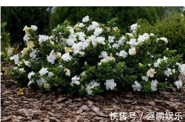 养花要先懂花,以下几种居家好养花卉,你知道它们的生长习性吗