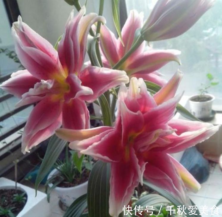 百合花百合花|新手养花，不妨试试这四款，比绿萝还好养，郁郁葱葱，四季常开花