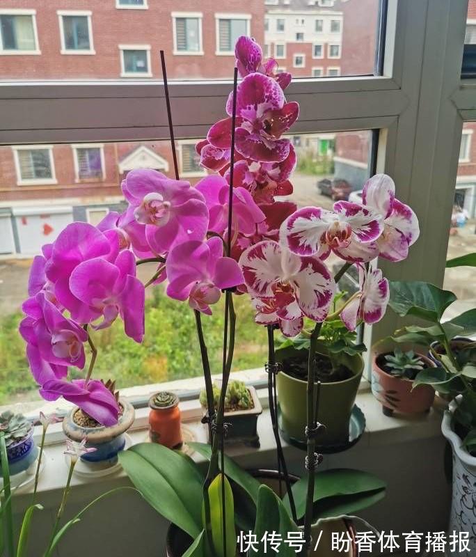 6种“转运花”,最合适养客厅,漂亮大气,富贵又吉利